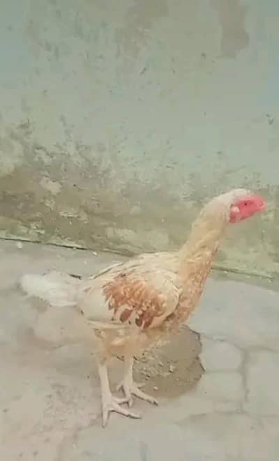 `Pure Aseel Hen Lakha - Rs 2000 - Shershah Karachi`