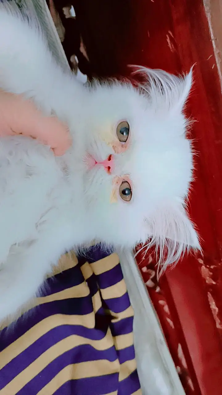 white fluffy punch face — photo 2