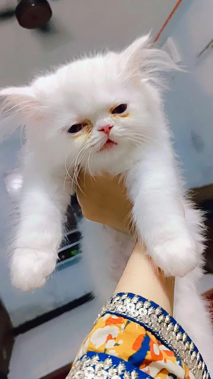 white fluffy punch face — photo 3