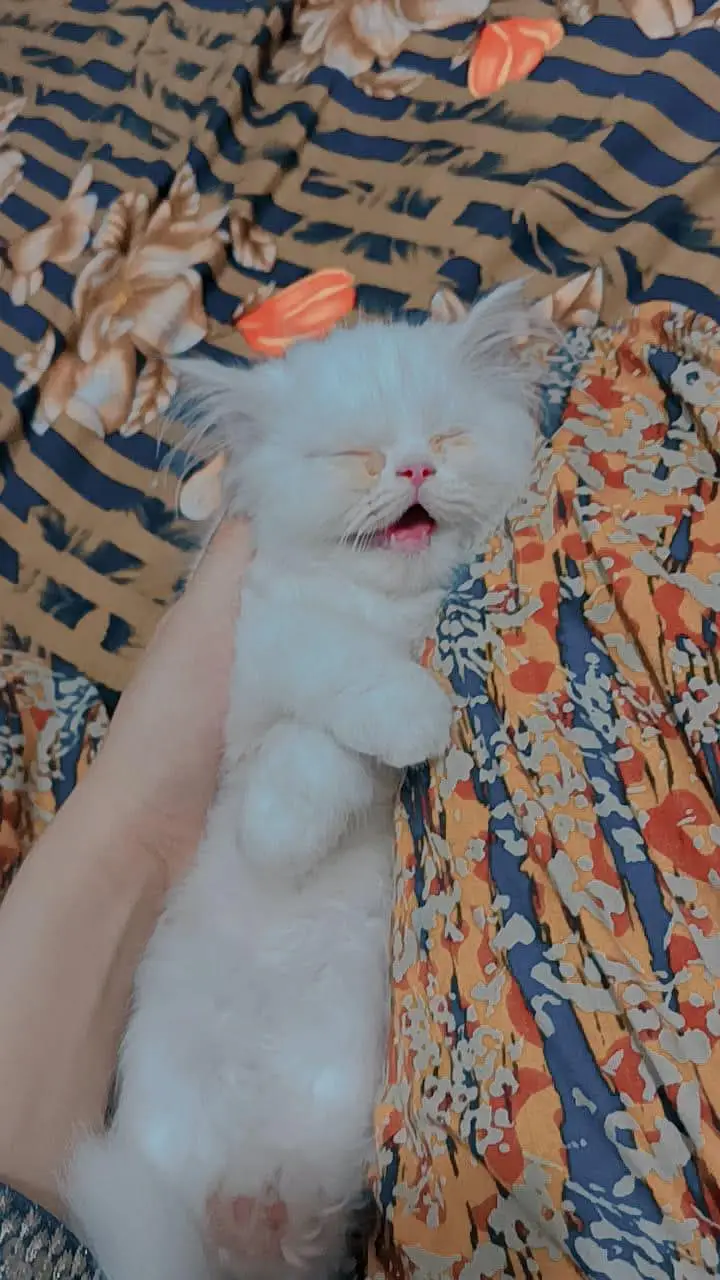 white fluffy punch face — photo 4