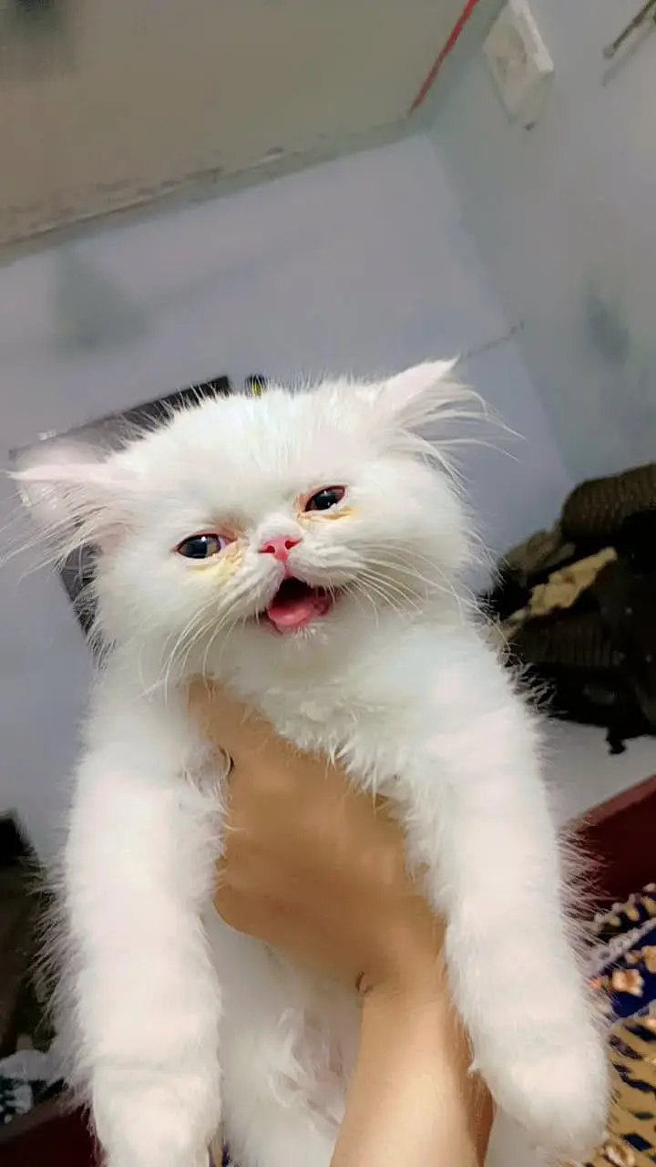 white fluffy punch face — photo 5