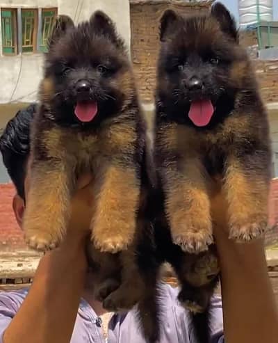German shepherd long coat important blood line pair for sale
