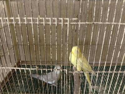 parrot complete Name ????