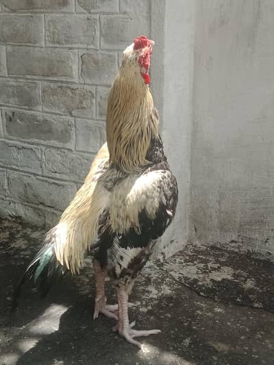 Aseel jawa murgha for sale