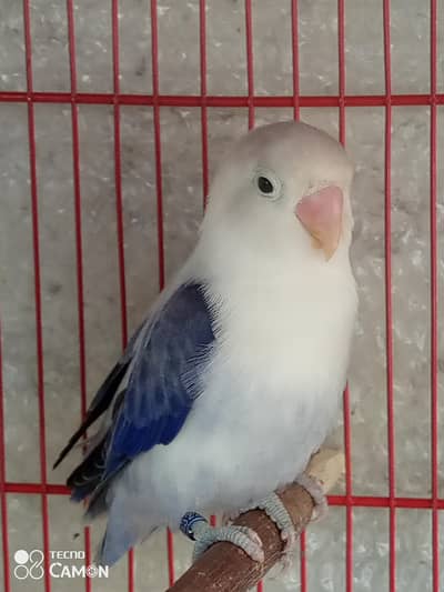 two lovebird pair