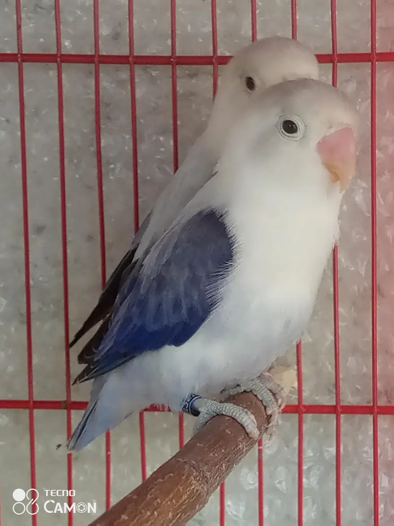two lovebird pair — photo 2