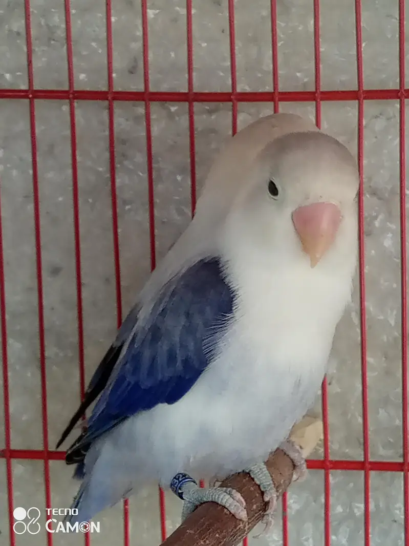 two lovebird pair — photo 3