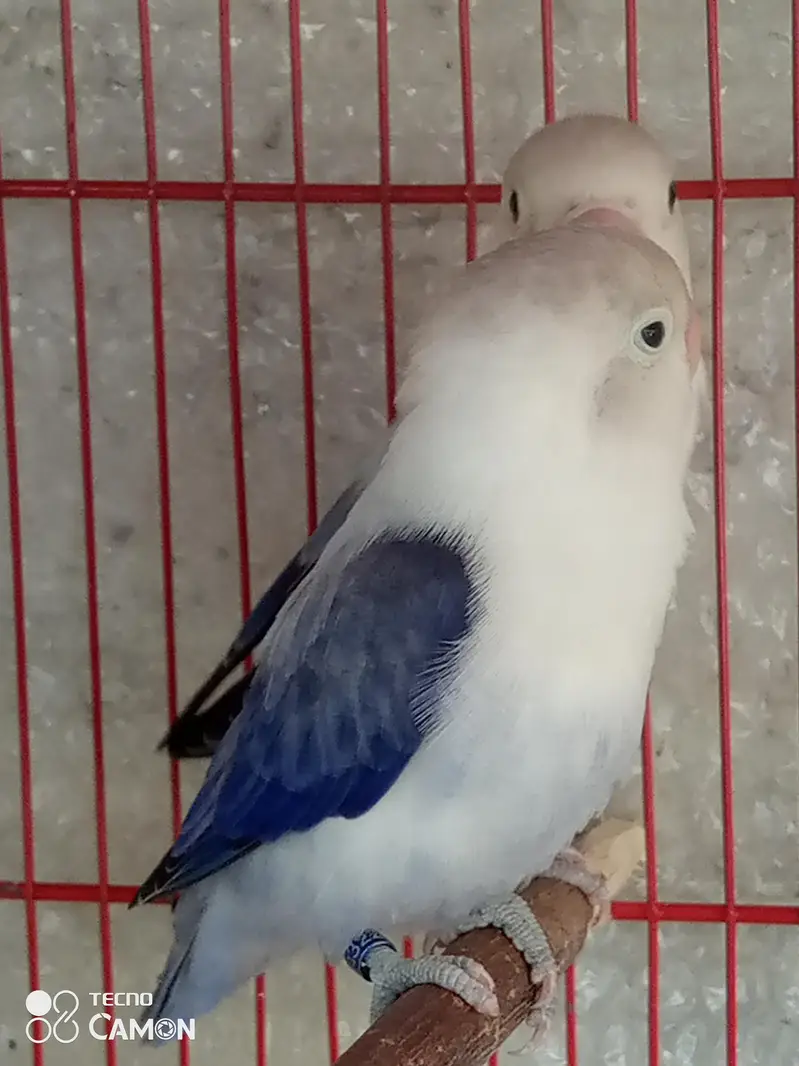 two lovebird pair — photo 4