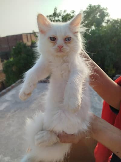 Persian White kittens