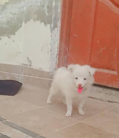 o siez russain pink nose femle for sale