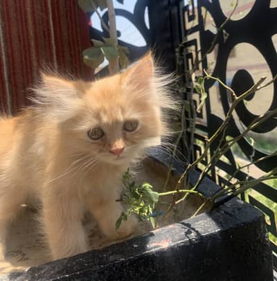 Kitten for sale