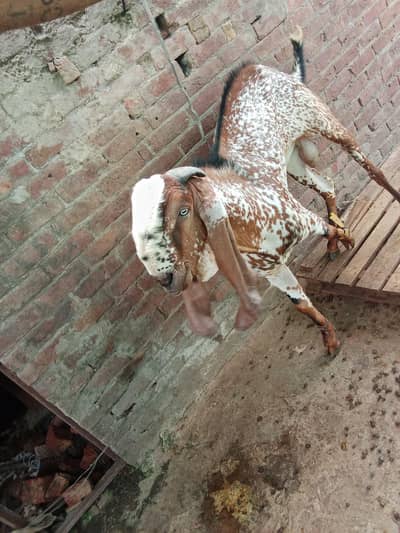 Beetal goat female and makhi cheeni male . height 41 inch