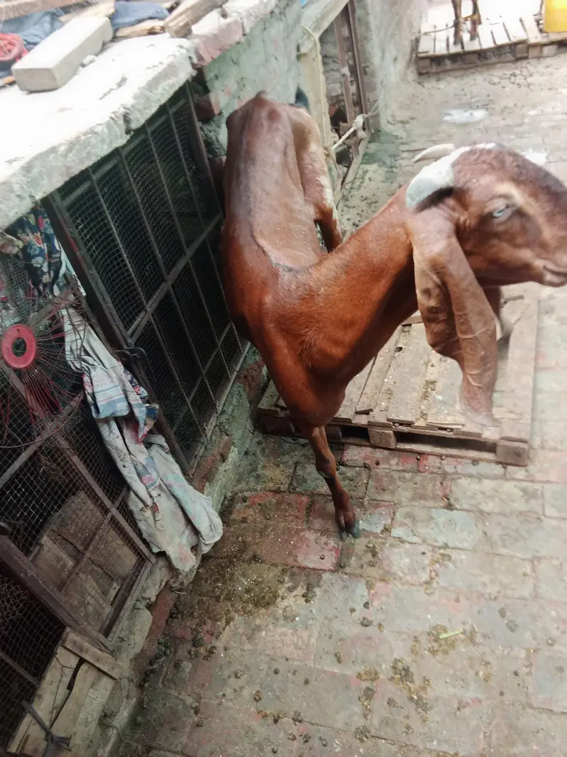Beetal goat female and makhi cheeni male . height 41 inch — photo 2