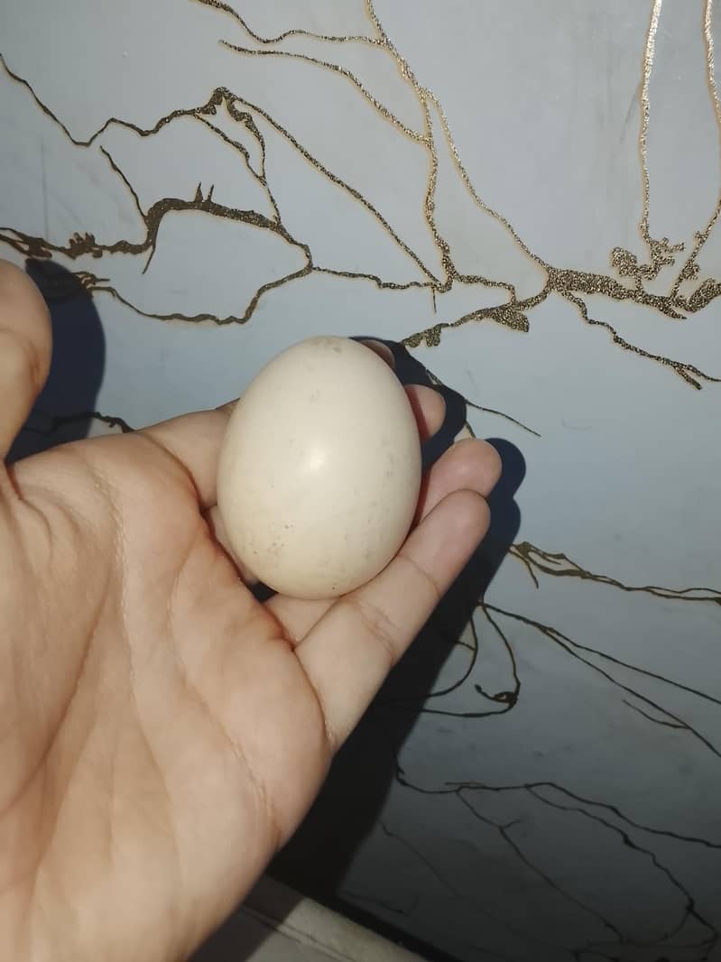 Shamo egg 0