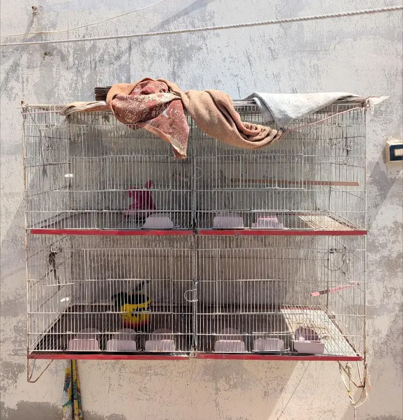 4 portion big size Cage. — photo 2
