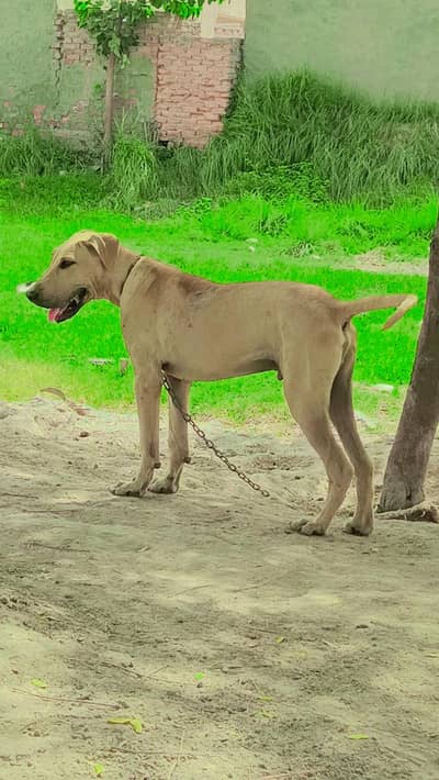 bolly dog for sale