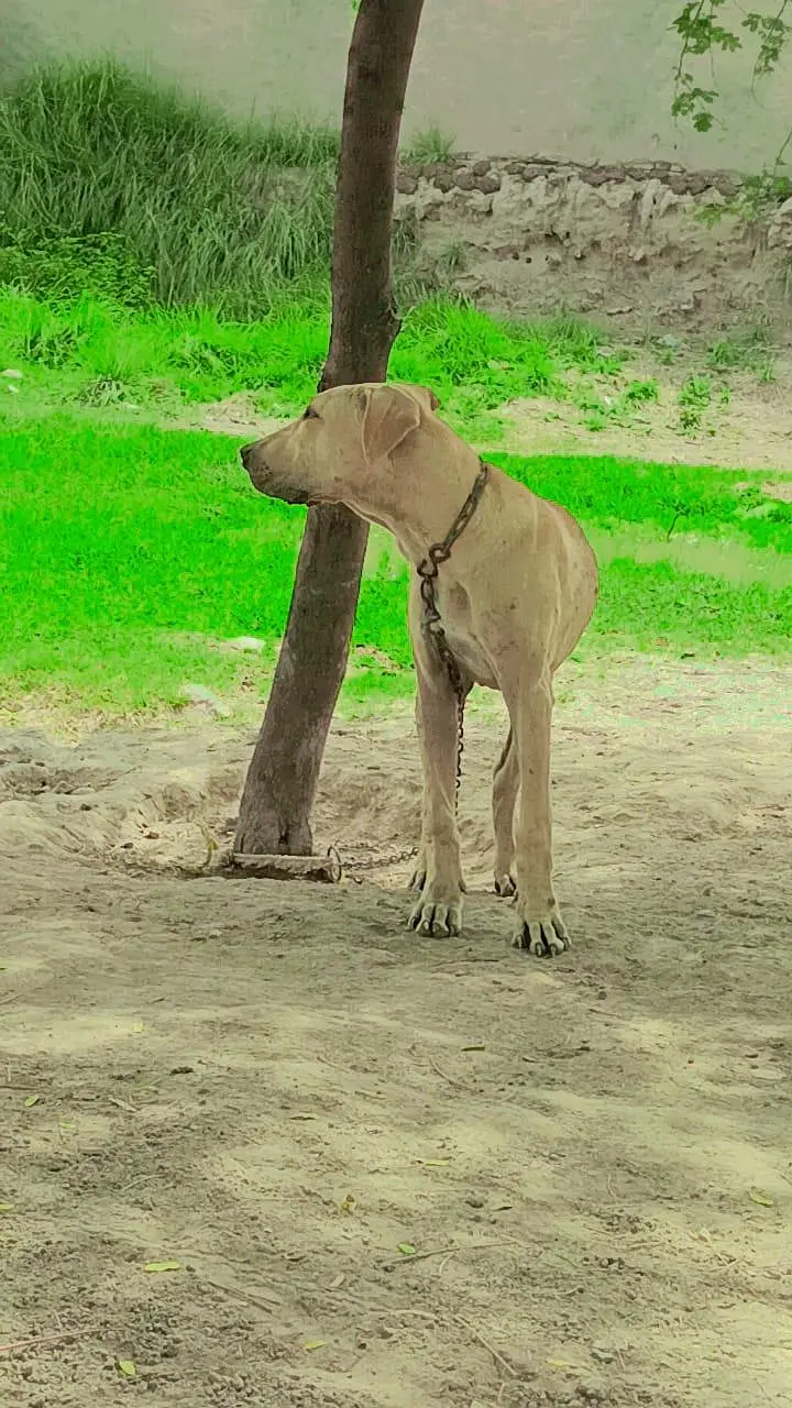 bolly dog for sale — photo 2