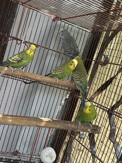 Budgie breeder pair, breeder females, pathay pair