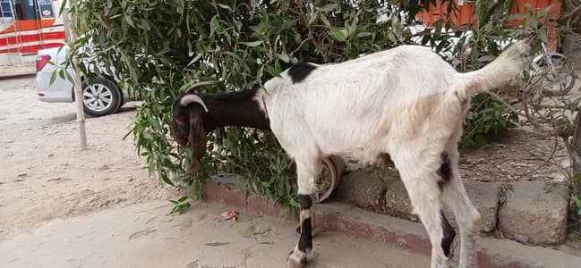 Goat for sell