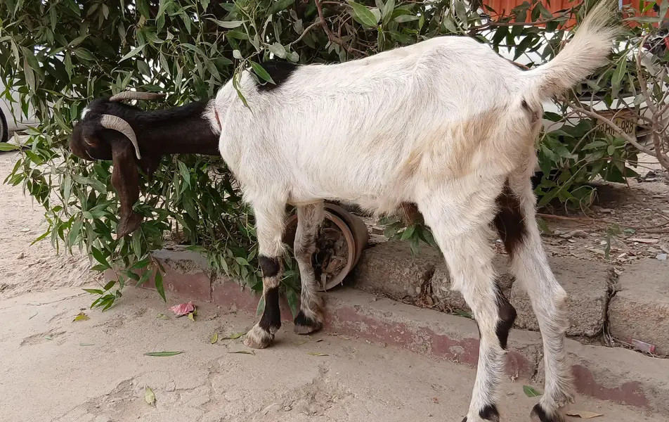 Goat for sell — photo 2