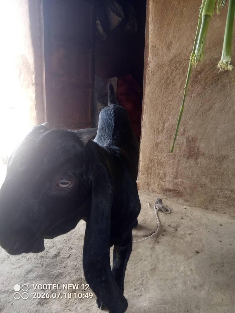 دیسی بکرا بلیک کلر کا اچھی کوالٹی کا چار ماہ کا بک رہا ہے 3