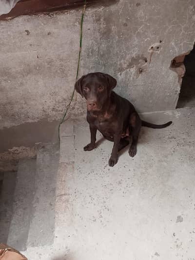 Labrador female age 14 months