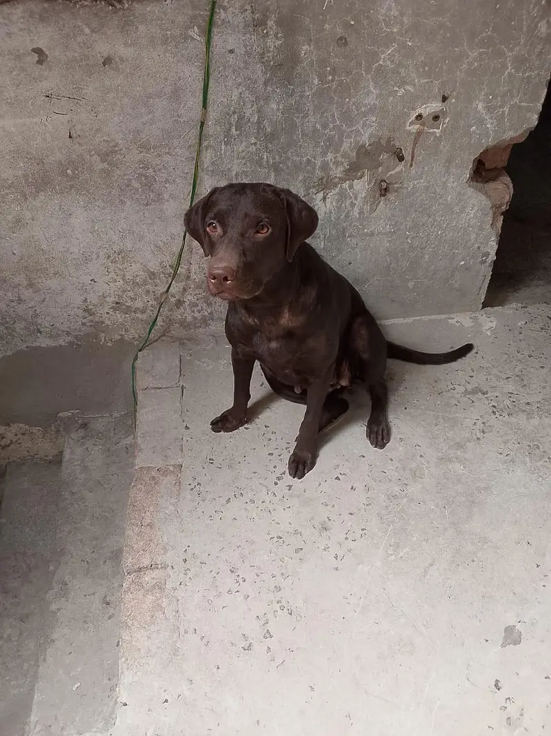 Labrador female age 14 months — photo 2