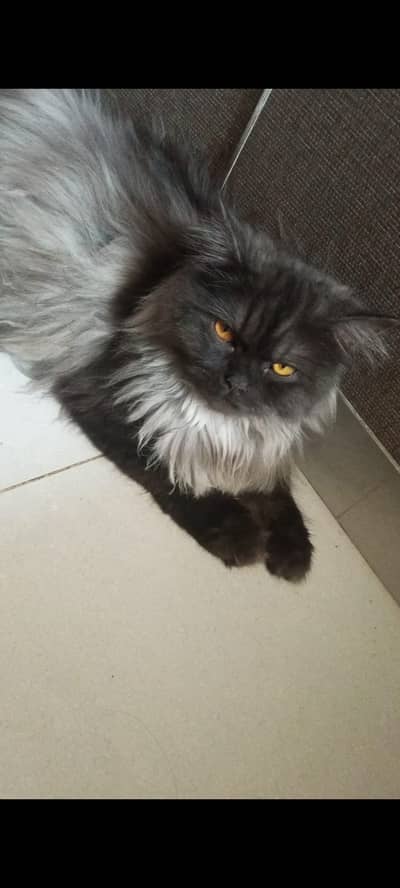 persian cat