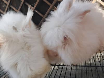 English angora lion head Fancy rabbit