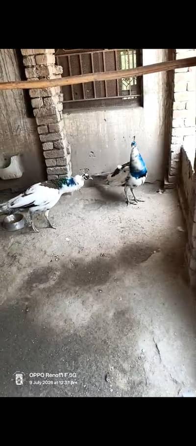 PEACOCK PIED PAIR