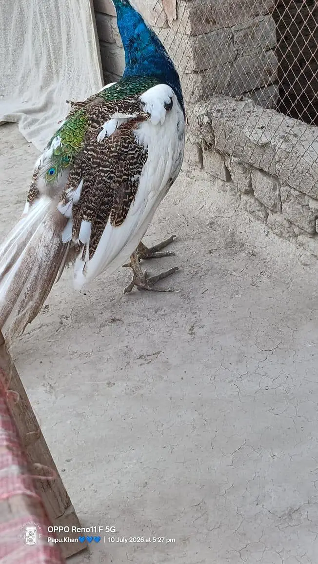 PEACOCK PIED PAIR — photo 2