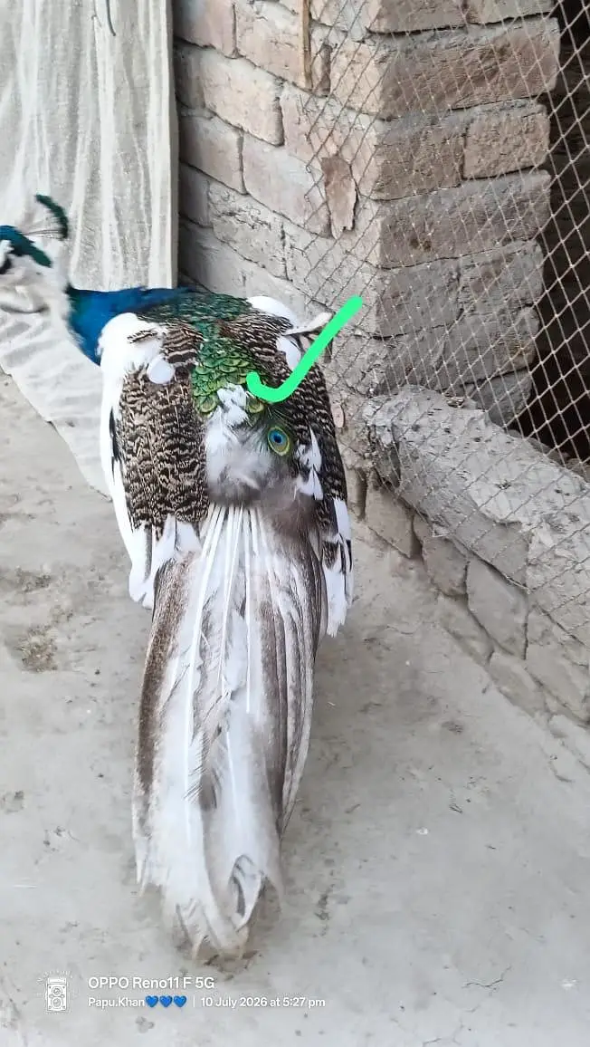 PEACOCK PIED PAIR — photo 4