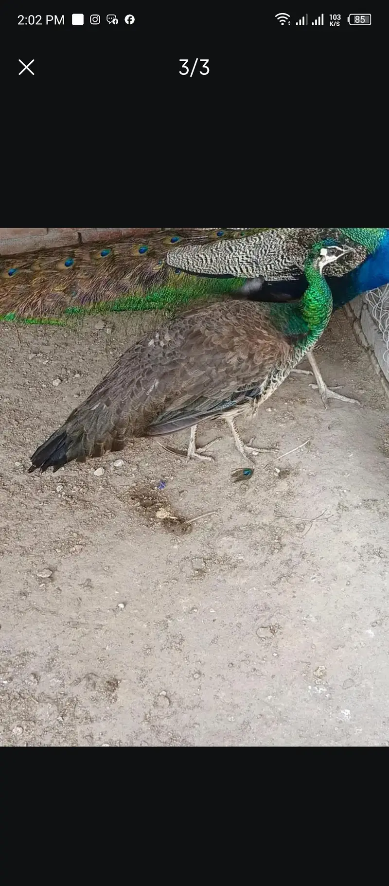 PEACOCK PIED PAIR — photo 8
