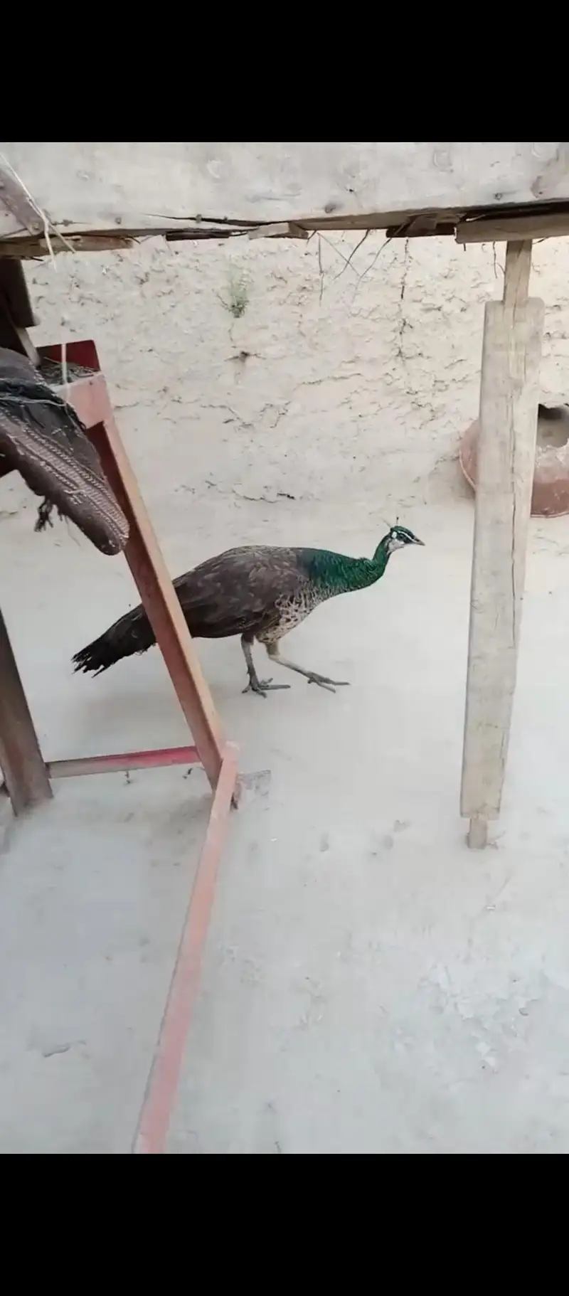 PEACOCK PIED PAIR — photo 9