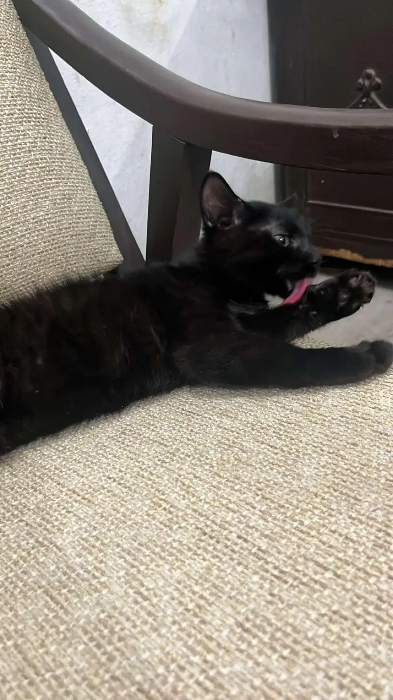 black Persian cat — photo 3
