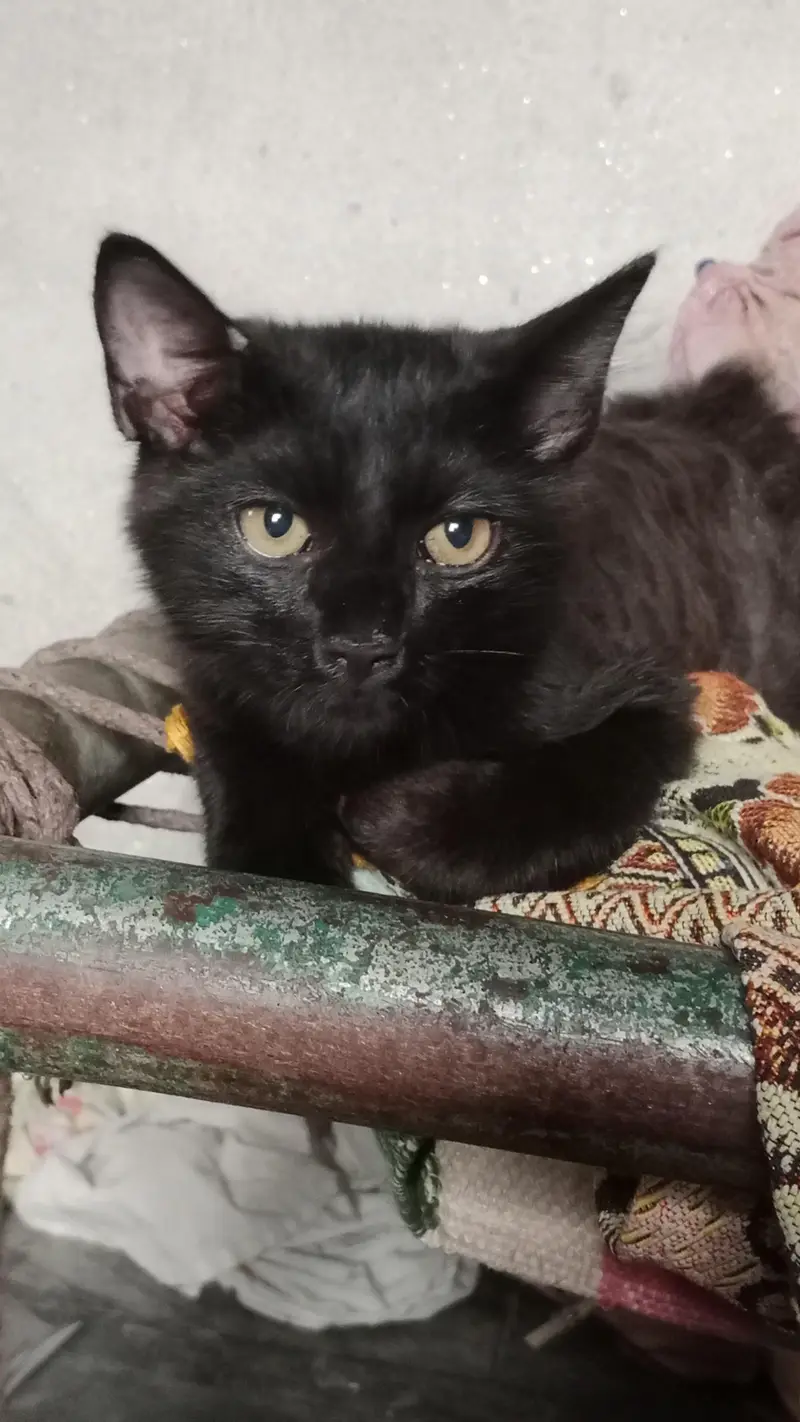 black Persian cat — photo 4