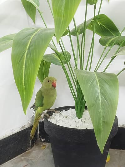 Green Parrot for sale
