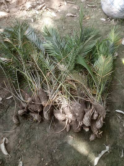 kangi palm child