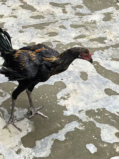 Aseel beautiful hens