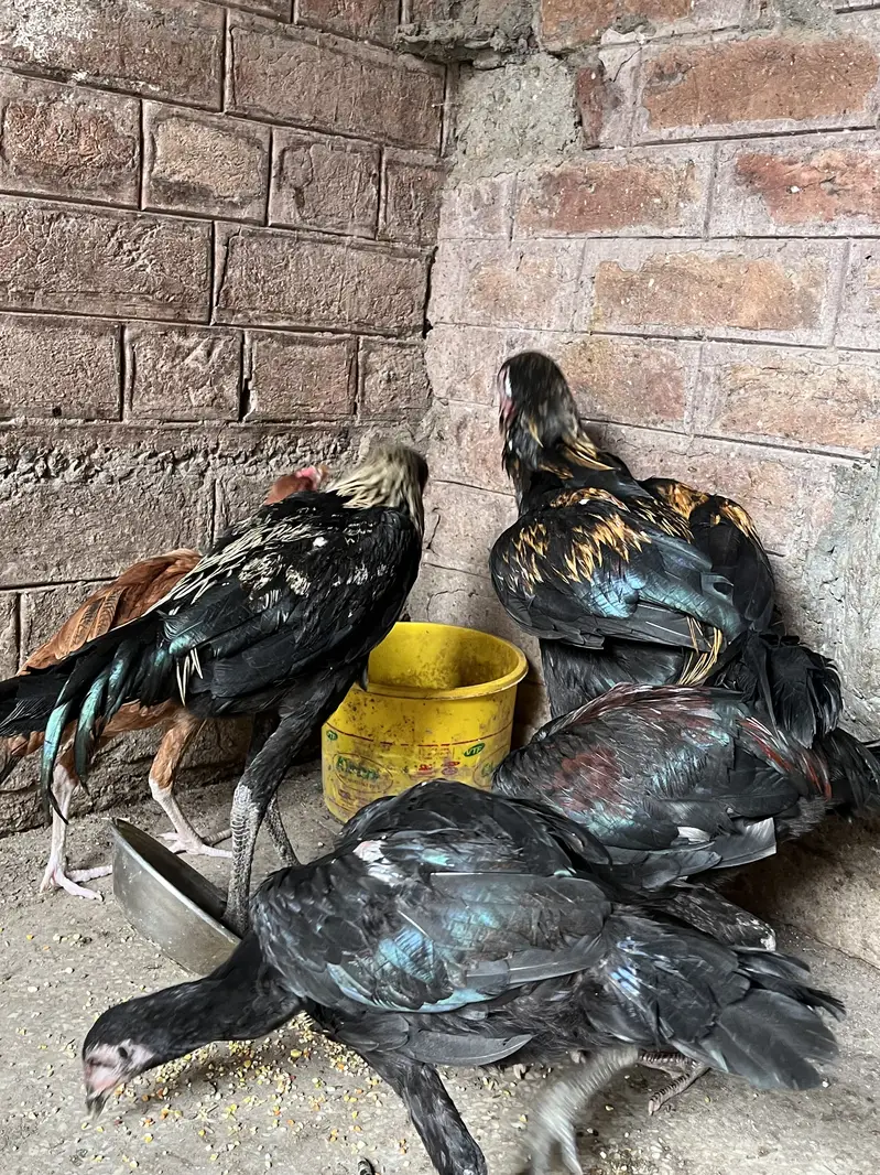 Aseel beautiful hens — photo 2