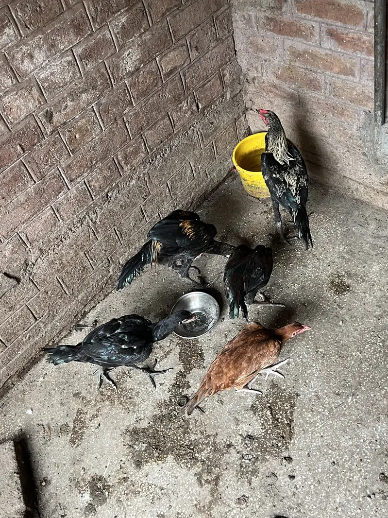 Aseel beautiful hens — photo 3