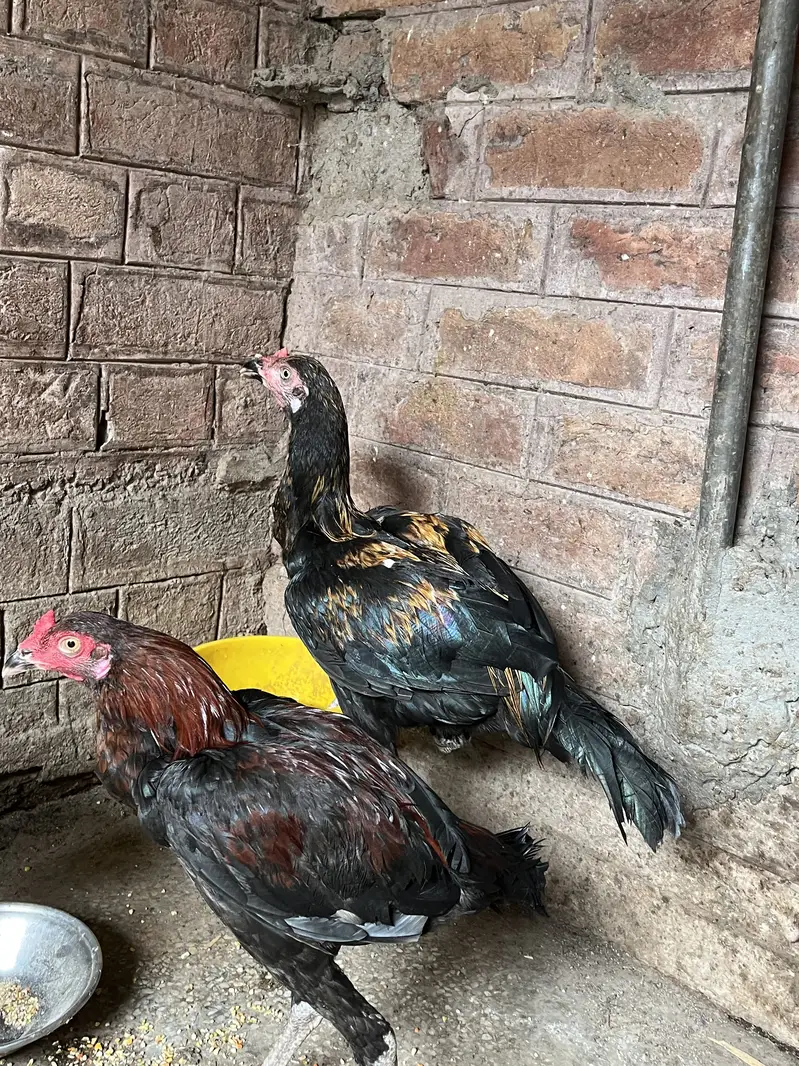 Aseel beautiful hens — photo 4