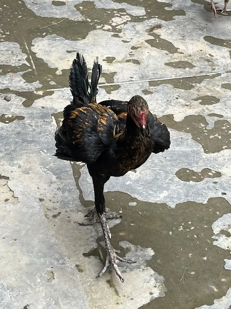 Aseel beautiful hens — photo 5
