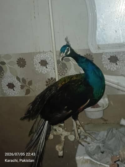 peacock