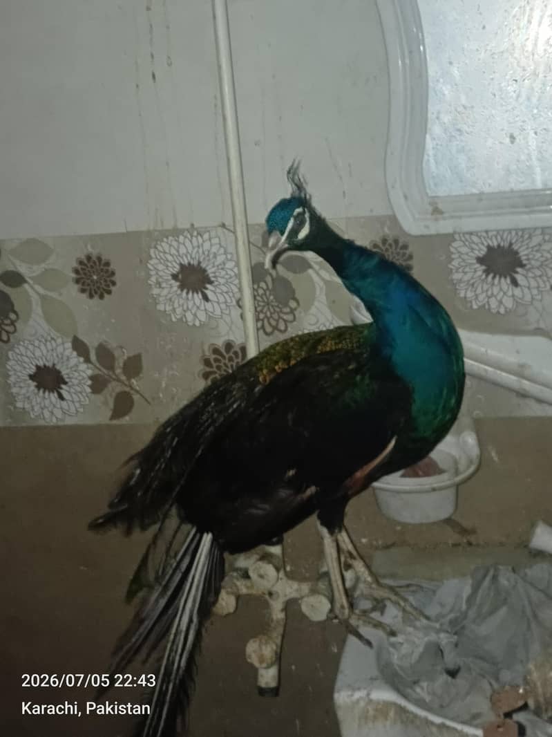 peacock 0