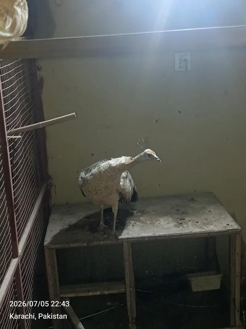 peacock — photo 3