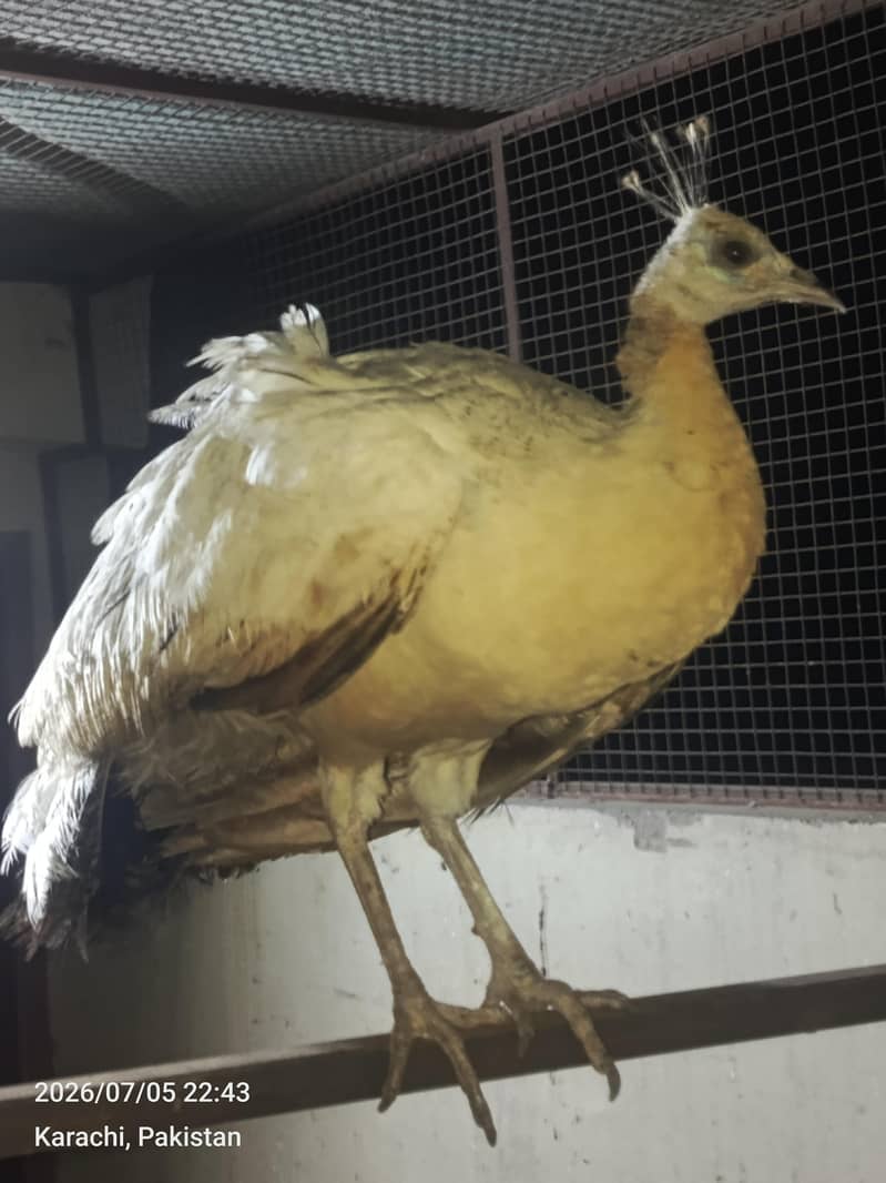 peacock 3