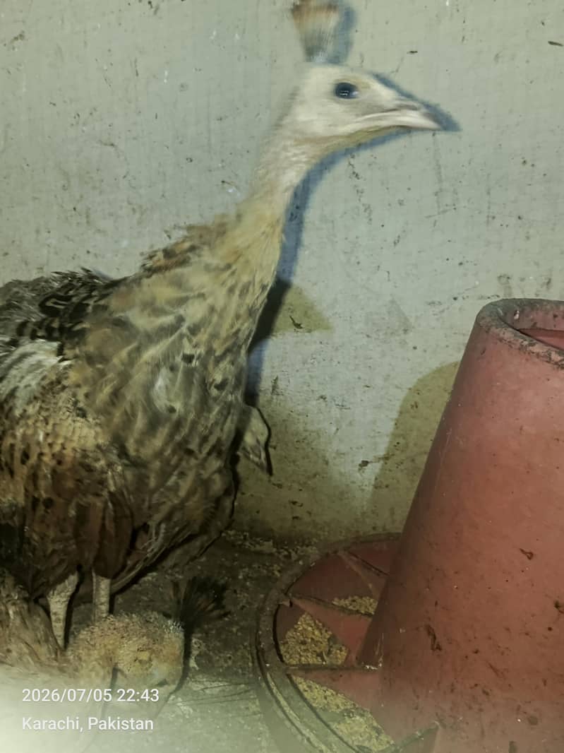 peacock 4
