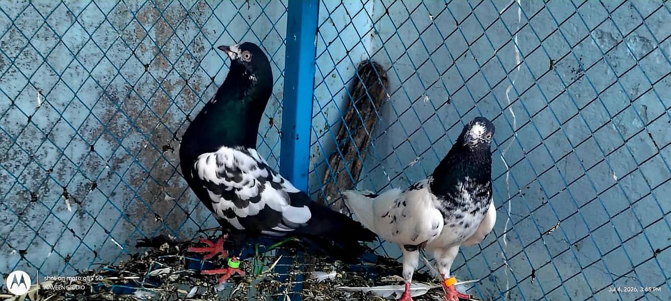 زاک چینے اور ناگ اور ٹیڈی جوڑے 0