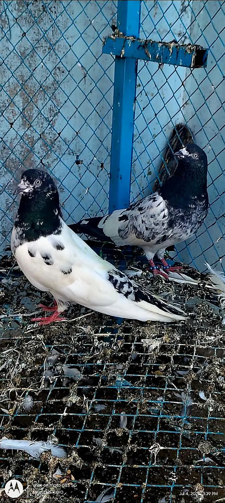 زاک چینے اور ناگ اور ٹیڈی جوڑے — photo 2